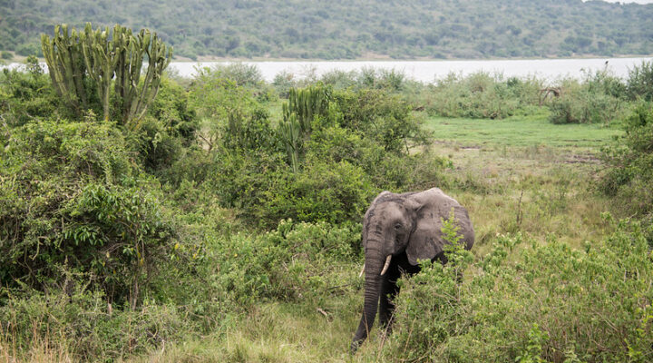 Top things to do in Queen Elizabeth national park