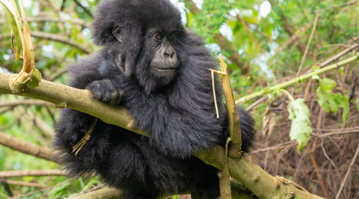 Top things to do in Volcanoes national park Rwanda