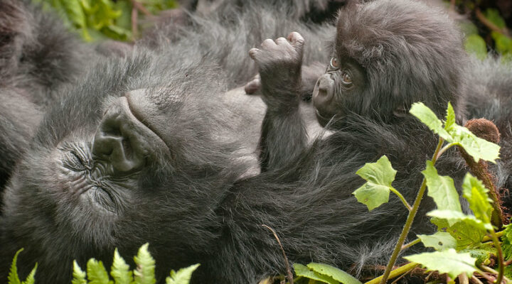 Tourist Attractions in Virunga National Park