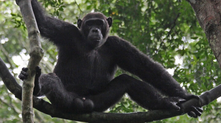 Travel guide for chimpanzee trekking in Uganda