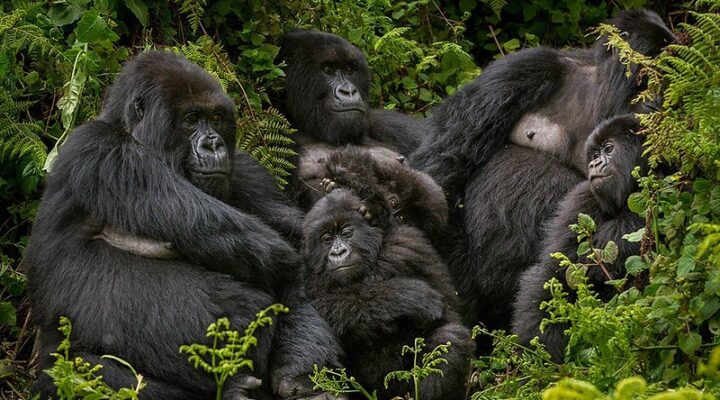 Travel guide to gorilla trekking in Volcanoes national park Rwanda