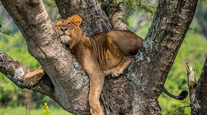Tree climbing Lions In Uganda, Queen Elizabeth National Park