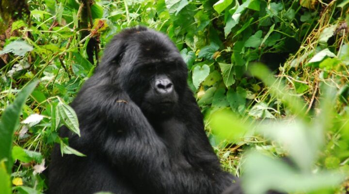 Uganda gorilla trekking safari 2025