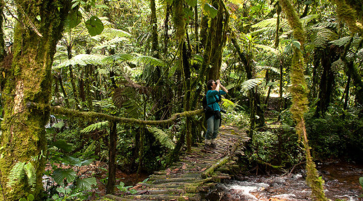 What is Bwindi Impenetrable National Park famous for