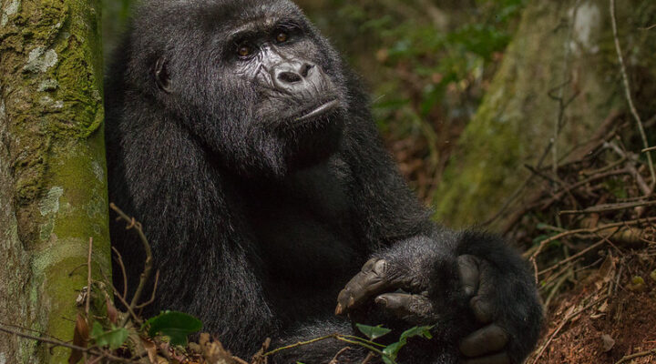 What is Bwindi Impenetrable National Park’s unique selling point