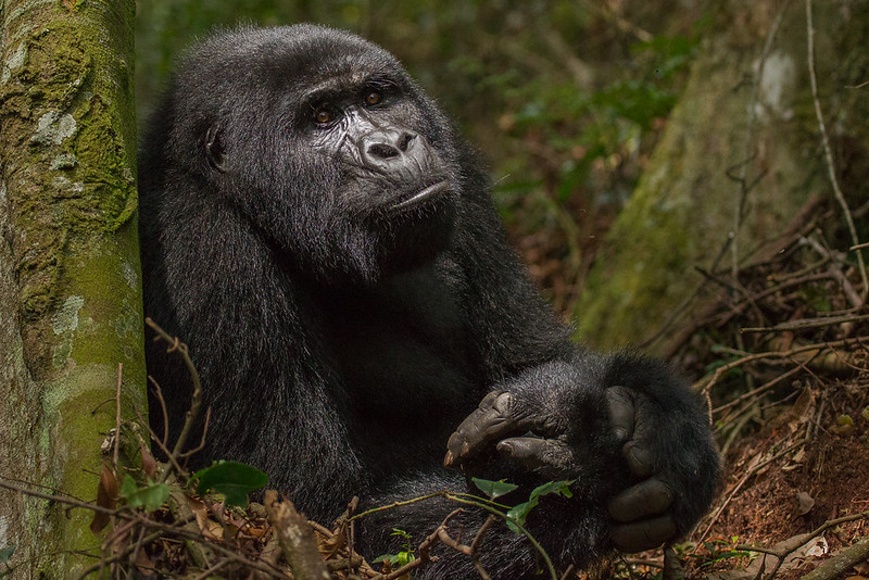 What is Bwindi Impenetrable National Park’s unique selling point