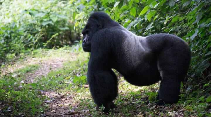 What is the minimum age for Gorilla Trekking in Uganda