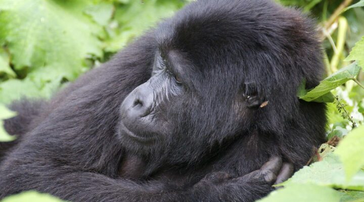 What to know about Bwindi Impenetrable National Park