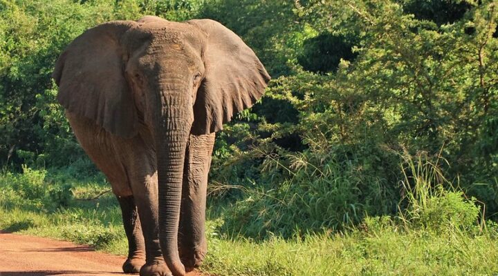 What to see and observe in Akagera national park