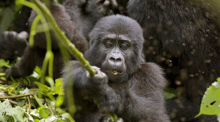 Where To See Gorillas in Africa, Best Gorilla Watching Holidays