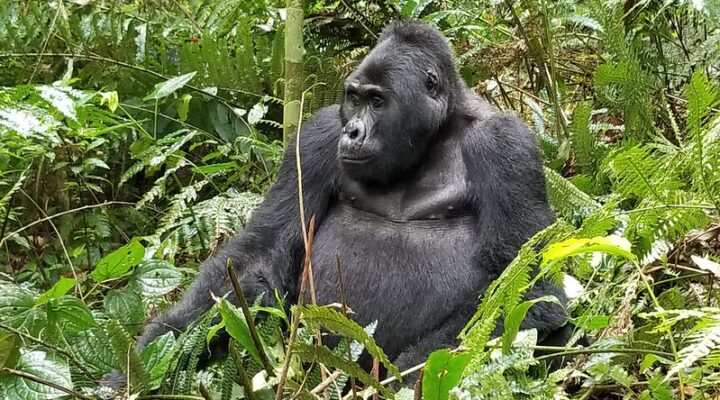 Where to go for gorilla trekking in Africa