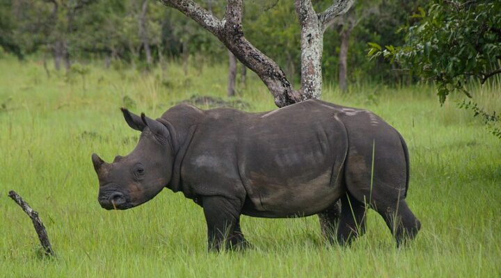 Ziwa Rhino Sanctuary
