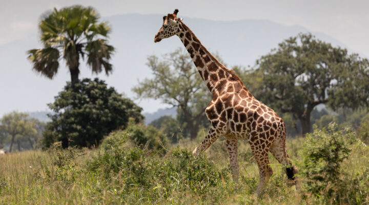 Best Time to Visit Akagera National Park