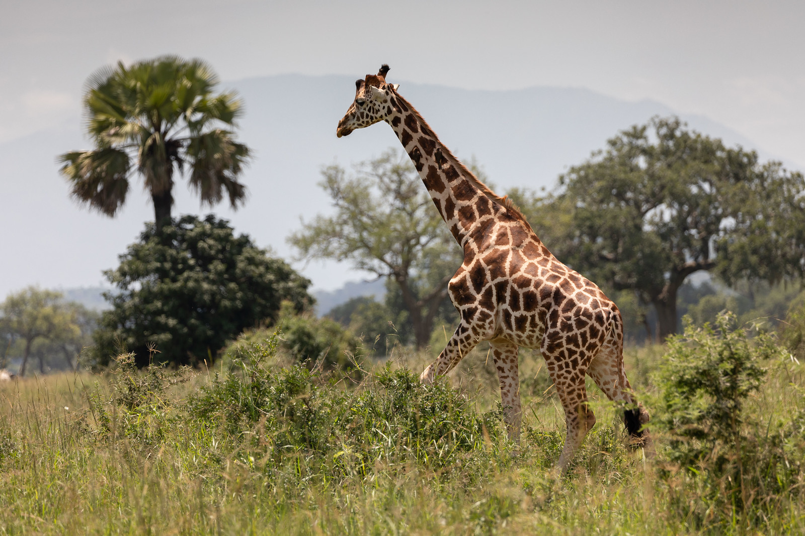 Best Time to Visit Akagera National Park