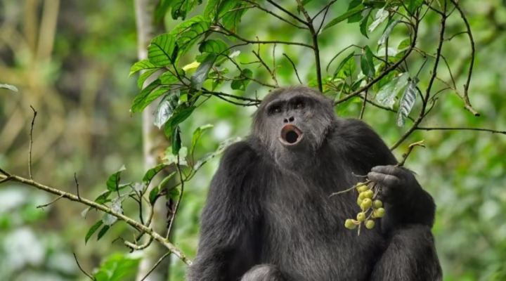 Mountain gorilla in Volcanoes National Park, Rwanda, sitting peacefully among lush green foliage during a gorilla trekking experience in the Virunga Mountains.
