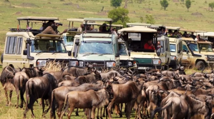 Wildebeest crossing the Mara River during the 2025 Great Migration with crocodiles lurking and dramatic splashes in East Africa's savannah landscape