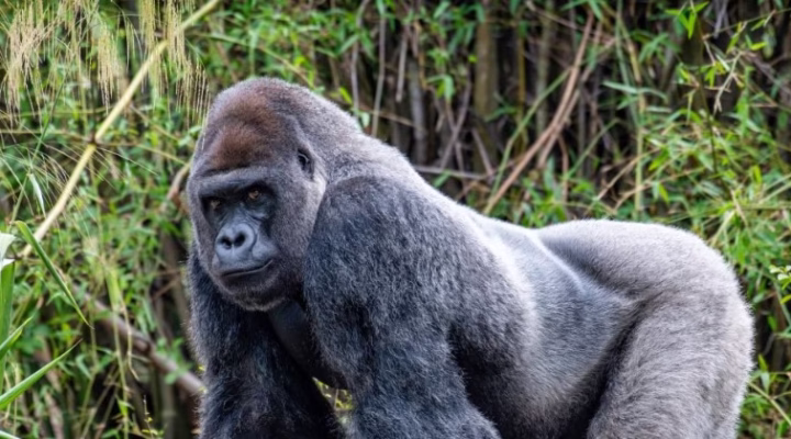 Mountain gorilla resting in Uganda's Bwindi Impenetrable Forest during a guided trekking tour