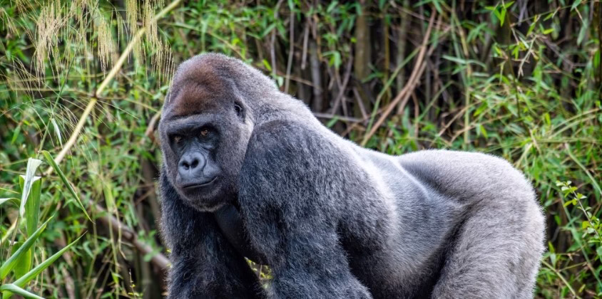 Mountain gorilla resting in Uganda's Bwindi Impenetrable Forest during a guided trekking tour