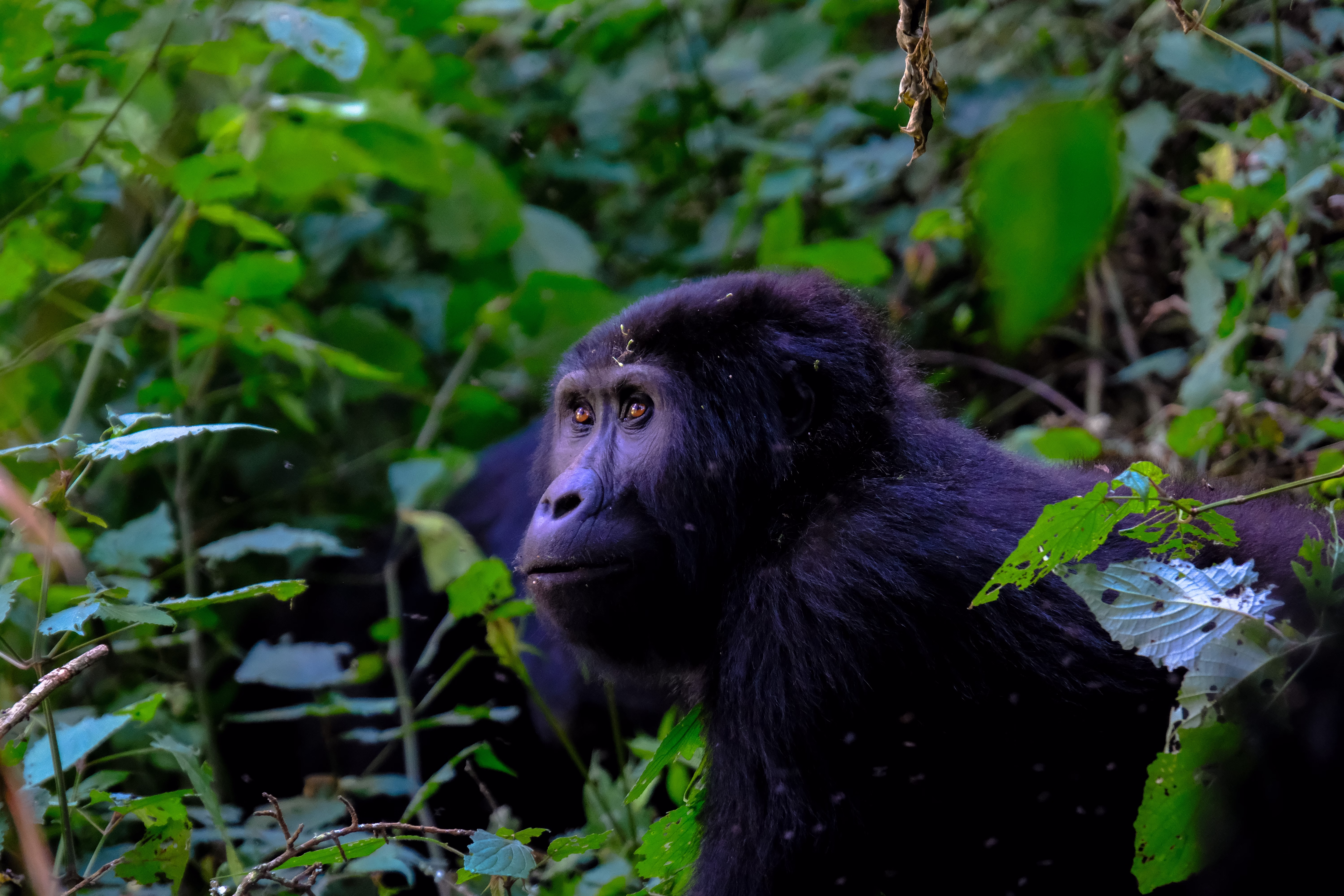 Close-up of a mountain gorilla in Uganda’s Bwindi Impenetrable Forest, showcasing its expressive eyes and detailed facial features