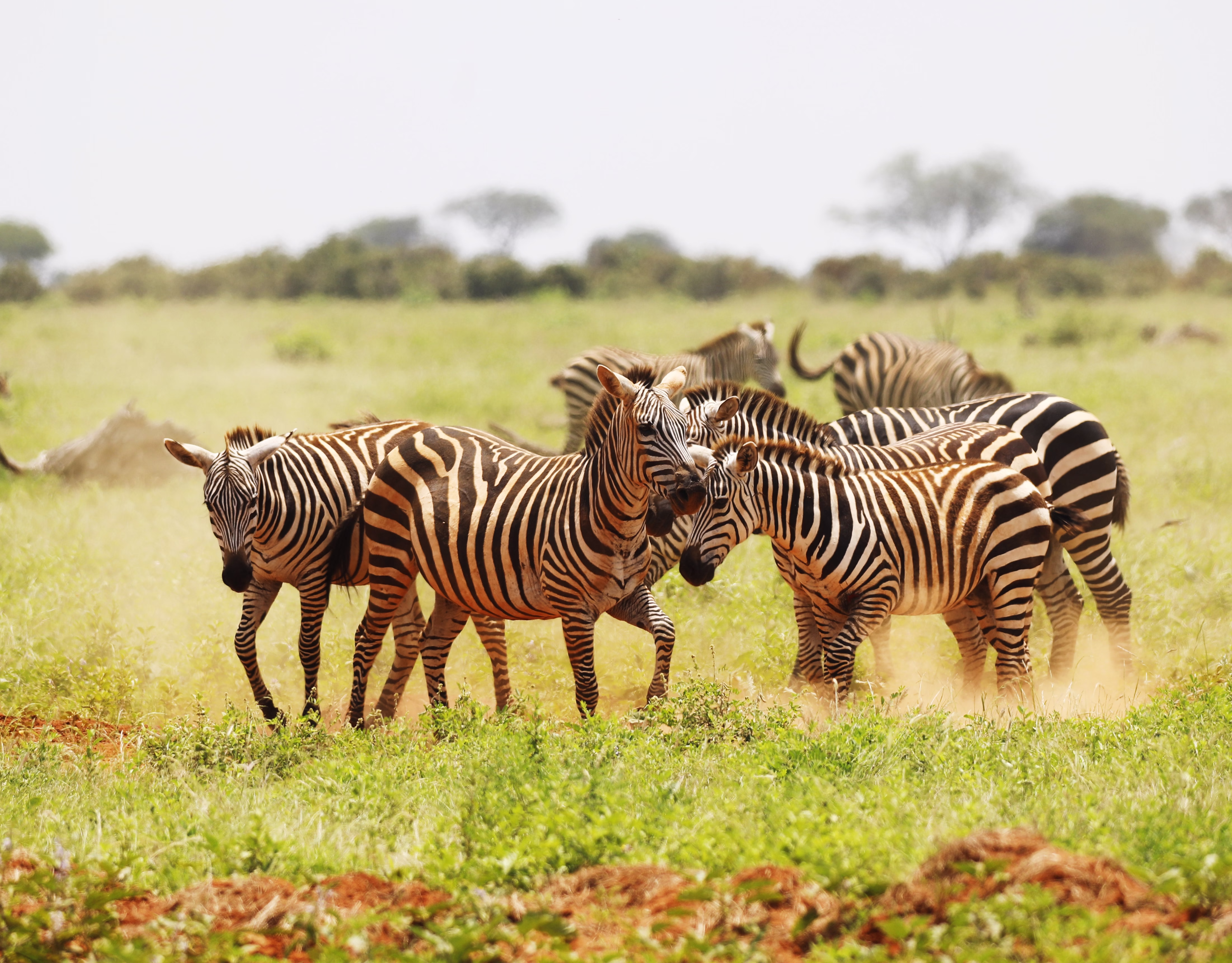 Group of zebras grazing on the open plains of Lake Mburo National Park in Uganda during a wildlife safari.