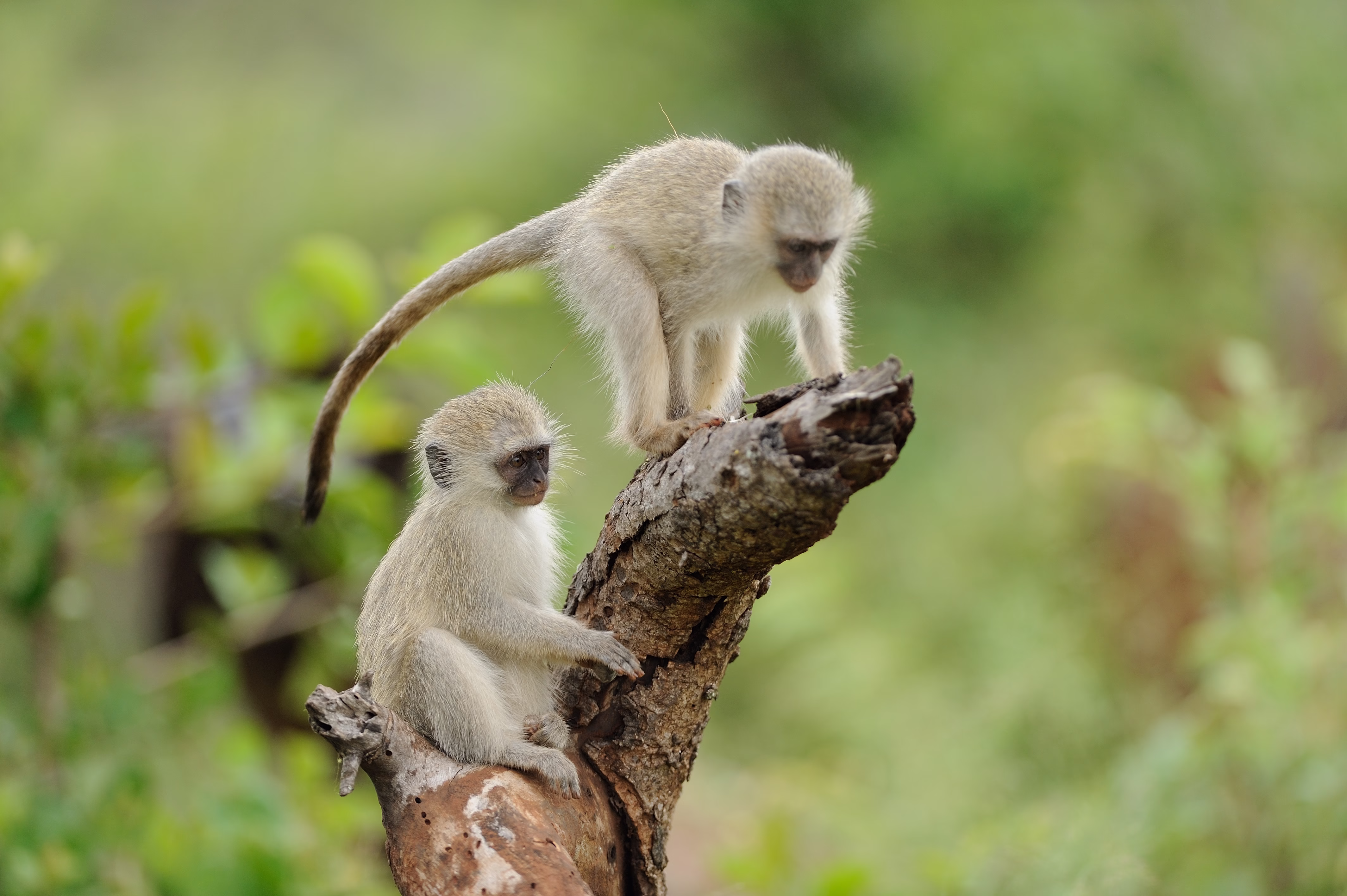 A selective focus shot of two cute baby monkeys playing on a log of wood