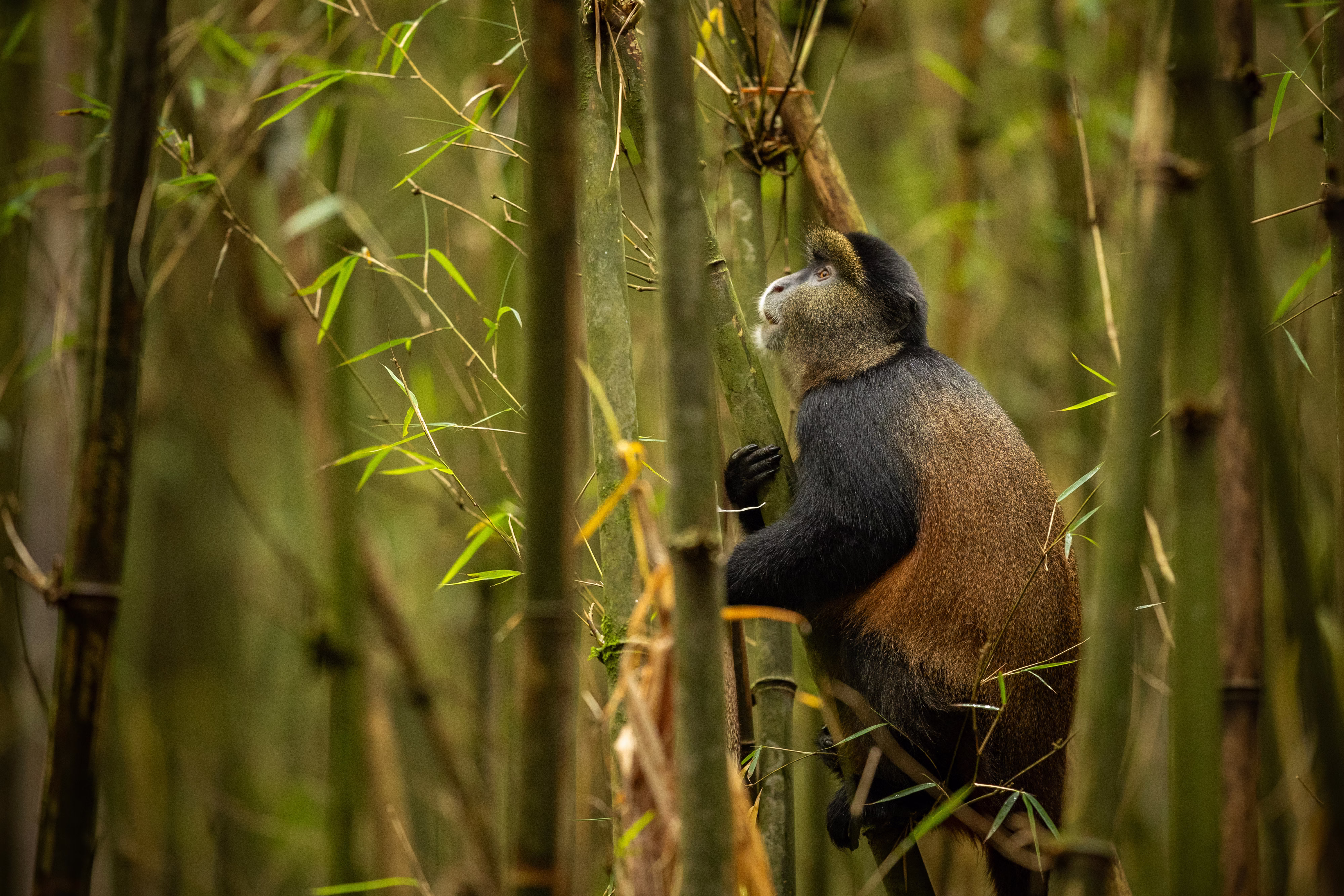 Golden monkey leaping between bamboo trees in Uganda’s Mgahinga National Park.