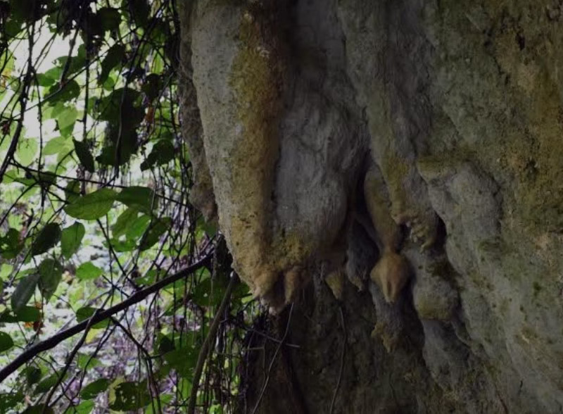 Scenic view of Amabeere Ga Nyina Mwiru Caves with lush greenery and dripping limestone formations in Uganda