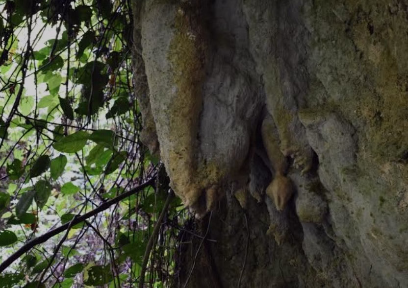 Scenic view of Amabeere Ga Nyina Mwiru Caves with lush greenery and dripping limestone formations in Uganda