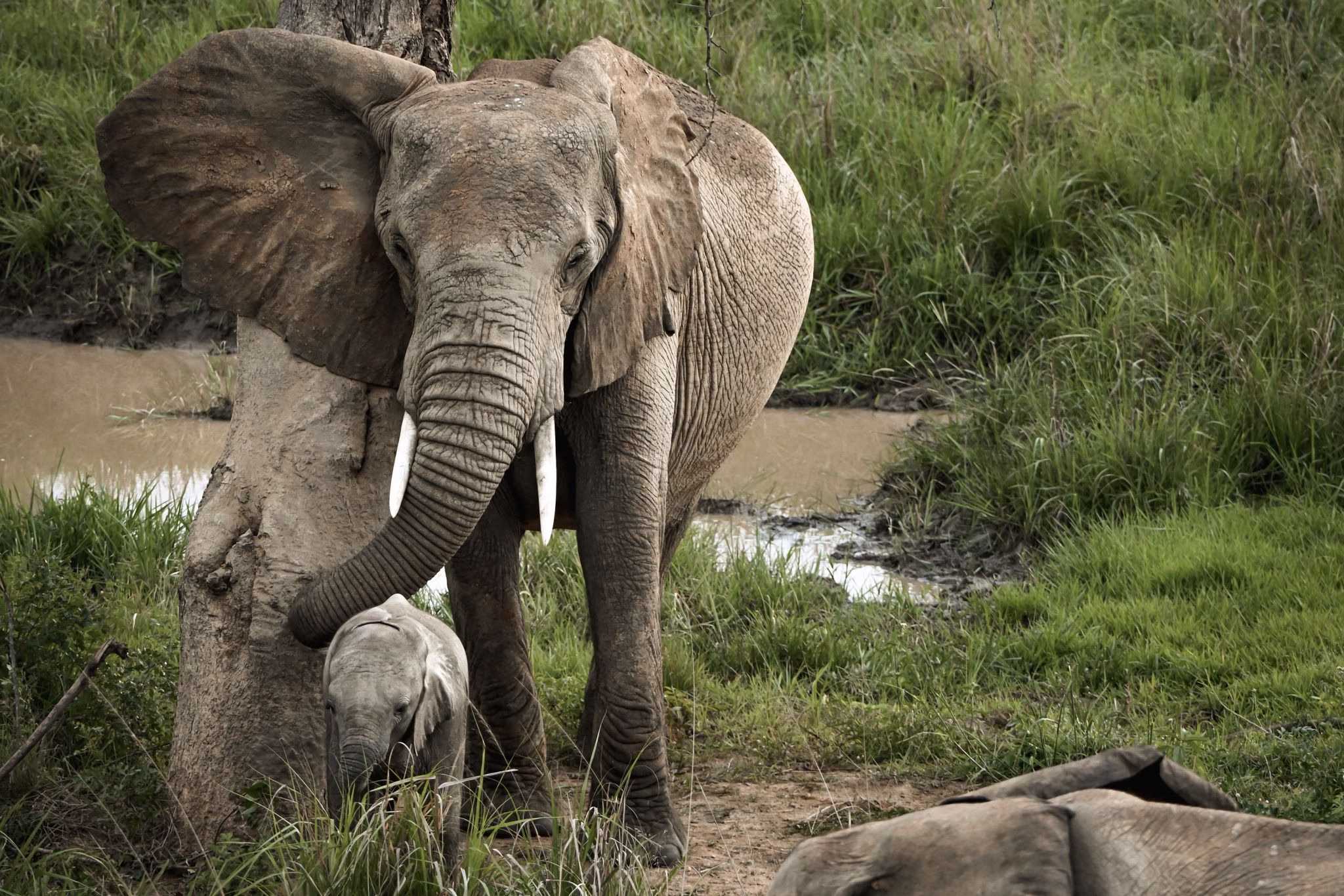 African elephants walking through the savannah in Uganda, surrounded by acacia trees and golden grass.