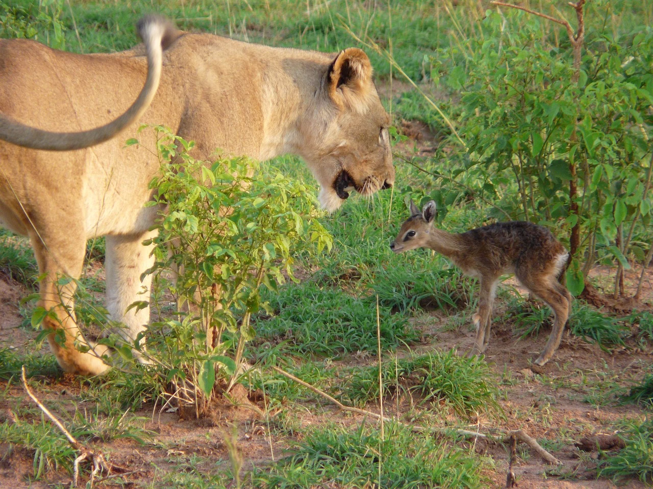A majestic lion resting in the wild, showcasing its powerful presence and golden mane amidst the African savannah.