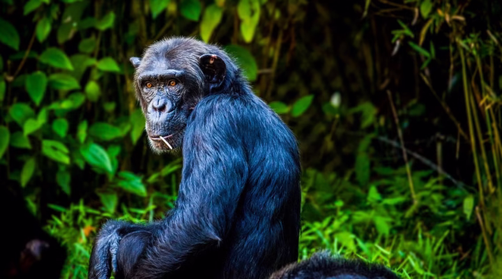 A chimpanzee sitting calmly in the forest, showcasing its expressive face and intelligent eyes.