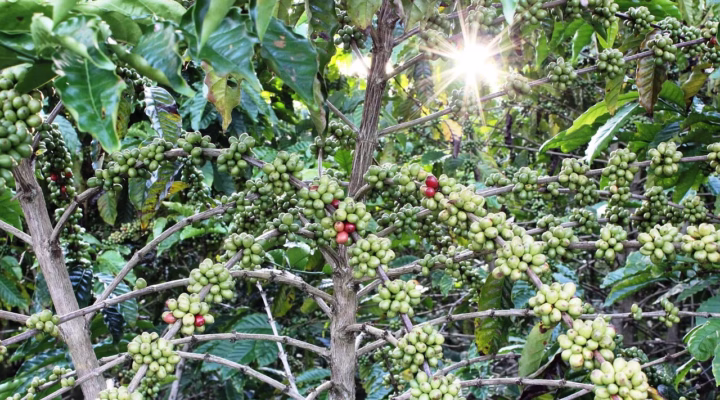 Rwanda, showcasing vibrant red fruits ready for processing, with lush green coffee plants in the background.
