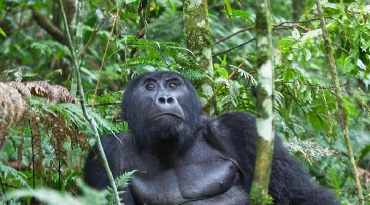 A mountain gorilla knuckle-walking through Rwanda’s Volcanoes National Park