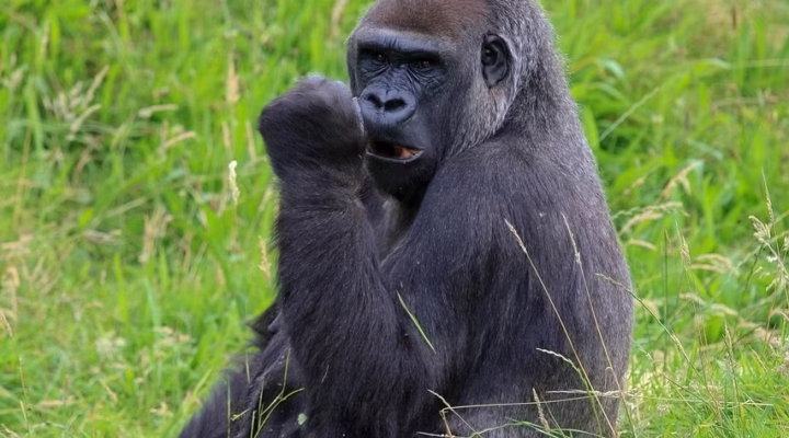 Mountain gorilla resting peacefully in the lush greenery of Bwindi Impenetrable National Park, Uganda.