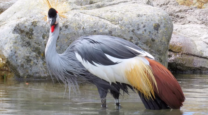 A graceful Grey Crowned Crane standing in green grass with its golden crown of feathers glowing in the sunlight Uganda’s national bird