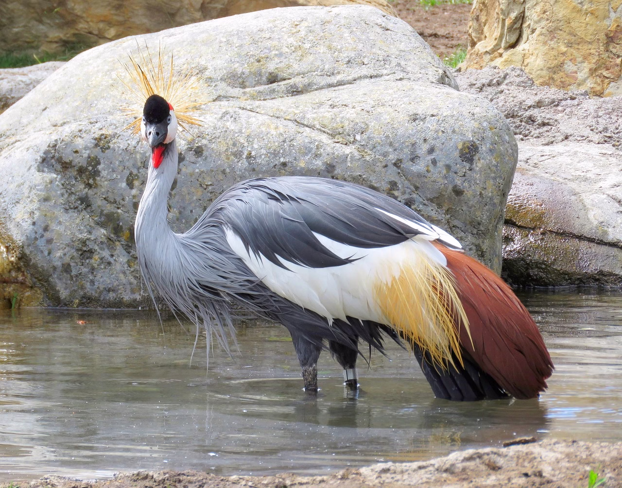 A graceful Grey Crowned Crane standing in green grass with its golden crown of feathers glowing in the sunlight Uganda’s national bird