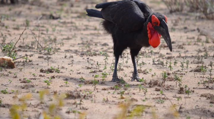 A Southern Ground Hornbill walking across the African savanna with its striking red throat pouch.
