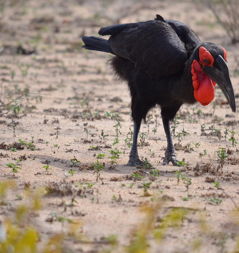 A Southern Ground Hornbill walking across the African savanna with its striking red throat pouch.