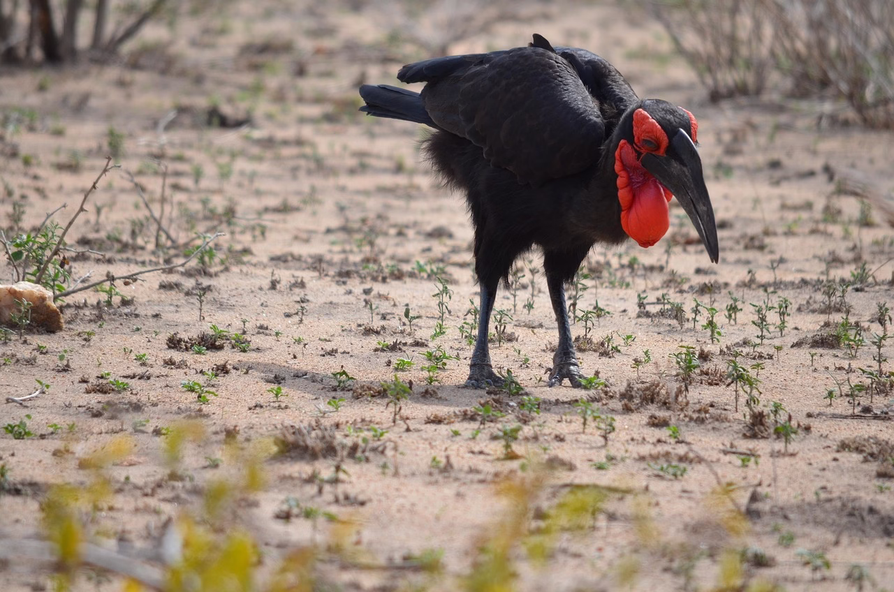 A Southern Ground Hornbill walking across the African savanna with its striking red throat pouch.