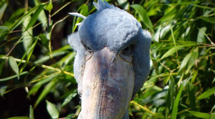 A majestic Shoebill Stork standing in the shallow waters of Mabamba Swamp, Uganda, with its distinctive large beak and striking features.