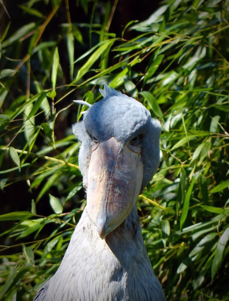 A majestic Shoebill Stork standing in the shallow waters of Mabamba Swamp, Uganda, with its distinctive large beak and striking features.