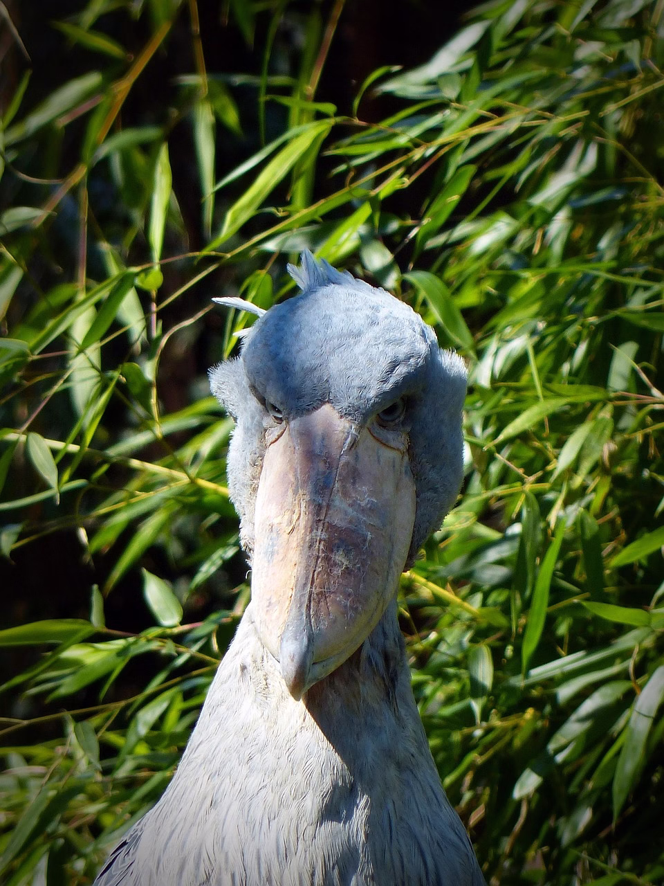 A majestic Shoebill Stork standing in the shallow waters of Mabamba Swamp, Uganda, with its distinctive large beak and striking features.