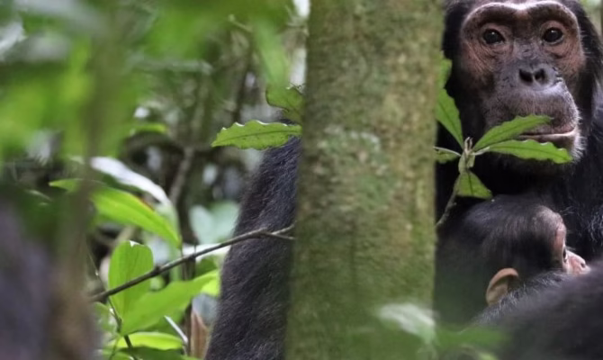 Why Chimpanzees Swing on Trees