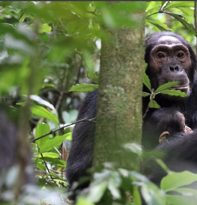 Why Chimpanzees Swing on Trees