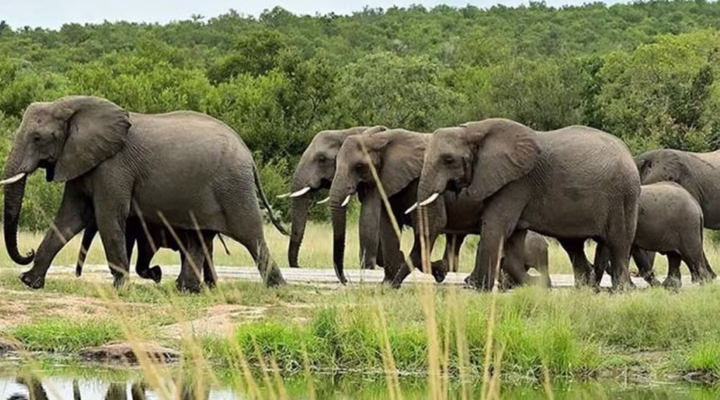 Cultural Tours in East Africa