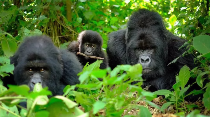 Things to Do Before or After a Conference in Rwanda
