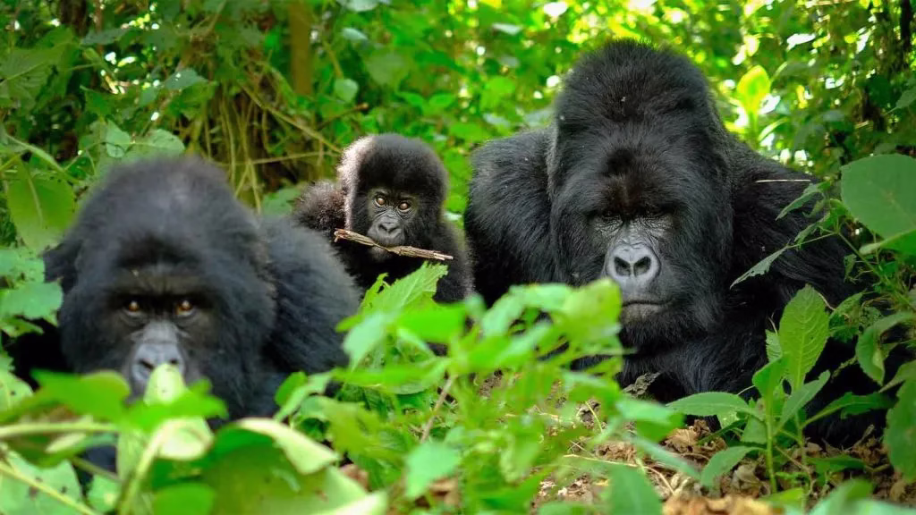 Things to Do Before or After a Conference in Rwanda