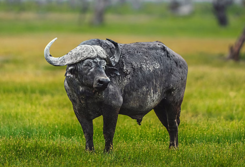 Cape buffalo grazing on the African savannah under a golden sunset, showcasing its curved horns and rugged strength.