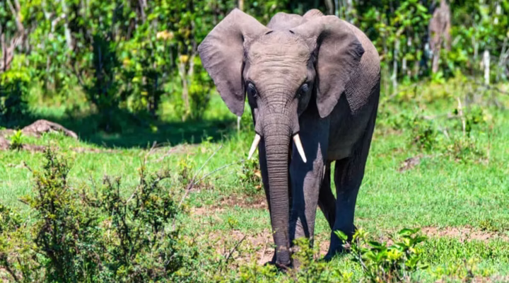 Facts about Forest elephants