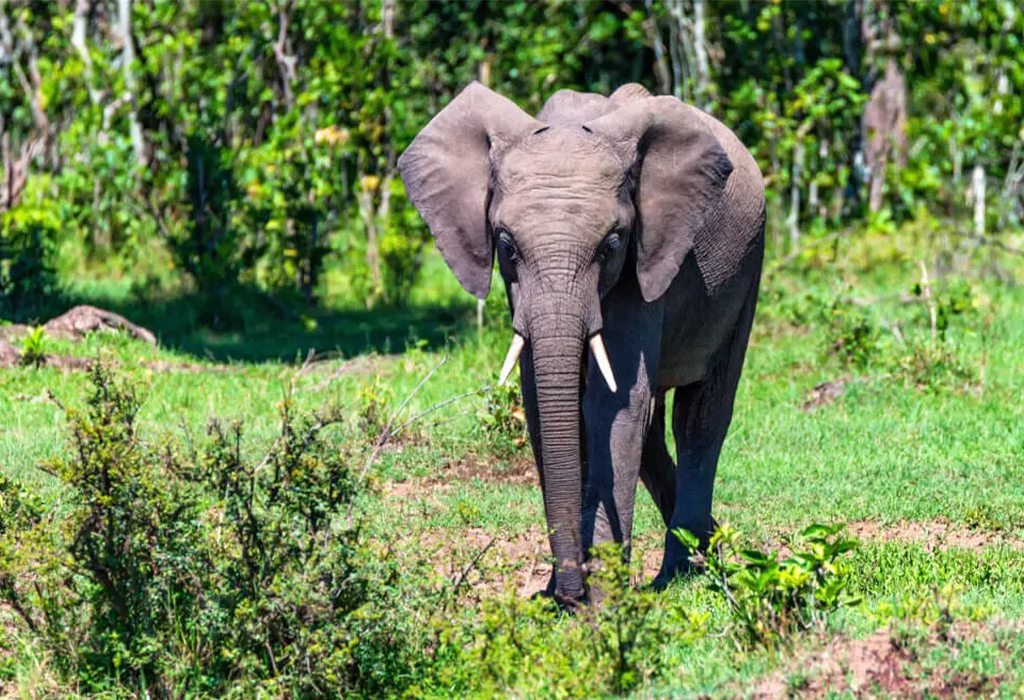 Facts about Forest elephants